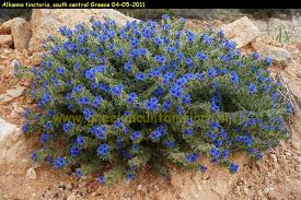 شنگار - شنگال